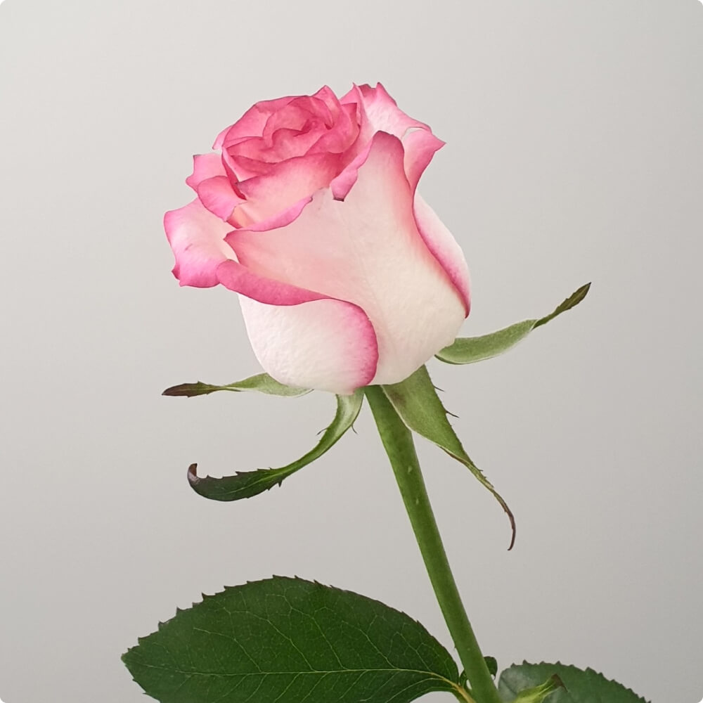 Rose Flower Bouquet - Imagen 3